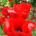 Papaver orientale 'Beauty of Livermere'